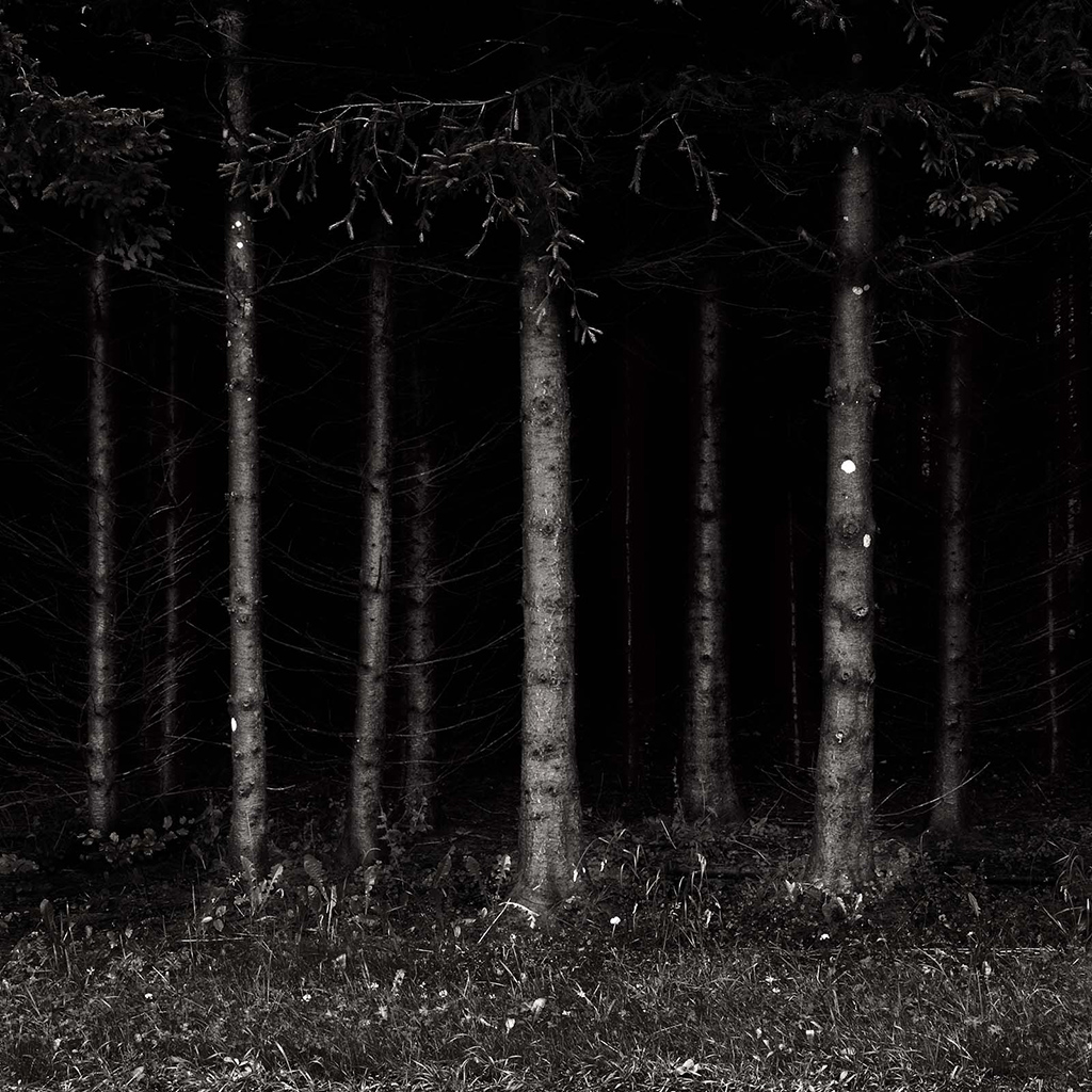 The Haunted Forest Behind My House